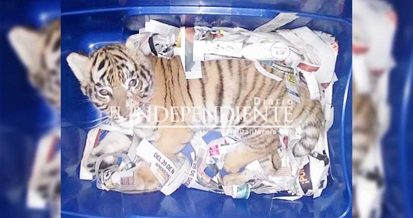 Binomio canino ubica a tigre de bengala empaquetado en Jalisco Binomio canino ubica a tigre de bengala empaquetado en Jalisco