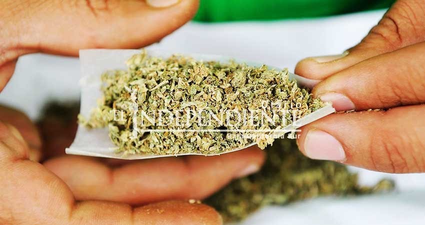 Quiere PRI BCS “análisis con lupa” propuesta de legalización de marihuana Quiere PRI BCS “análisis con lupa” propuesta de legalización de marihuana