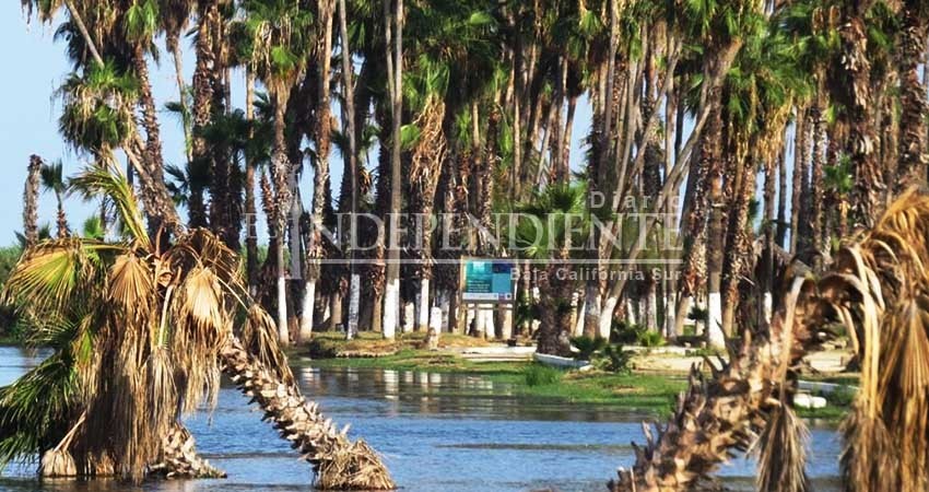 Estero, PDU y CRUM, tres pendientes a resolver por Cabildo de Los Cabos Estero, PDU y CRUM, tres pendientes a resolver por Cabildo de Los Cabos