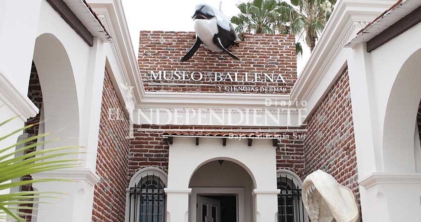 Por nula planeación en remodelación del  malecón se han  generado pérdidas económicas: Museo de la Ballena Por nula planeación en remodelación del  malecón se han  generado pérdidas económicas: Museo de la Ballena
