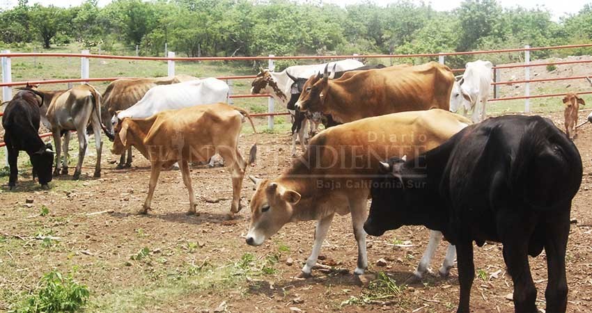 Unión Ganadera exhorta a productores a solicitar apoyos antes de veda electoral