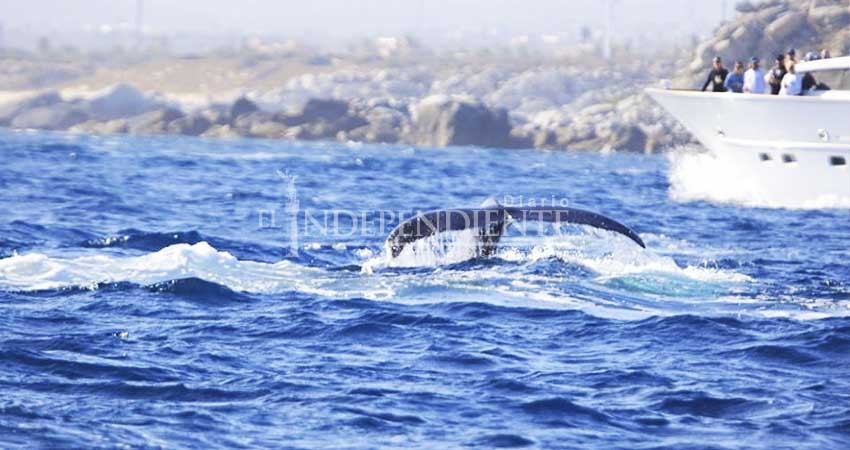 Cero casos de ballenas enmalladas en el Pacifico Mexicano
