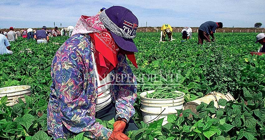 Más de 100 jornaleros agrícolas de BCS podrían trabajar en campos de Canadá Más de 100 jornaleros agrícolas de BCS podrían trabajar en campos de Canadá