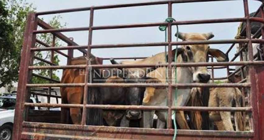 Persisten casos de robo de ganado; ahora en la población de Palo Escopeta