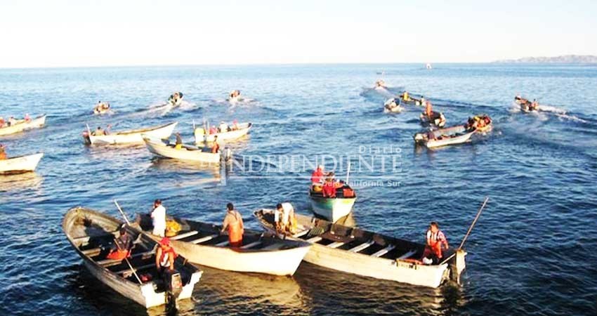 Se afectaría a 3 mil ribereños en BCS el prohibir pesca de tiburones y rayas Se afectaría a 3 mil ribereños en BCS el prohibir pesca de tiburones y rayas