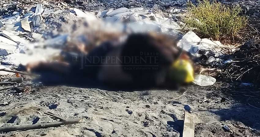 Encuentran una persona sin vida en el ejido Chametla Encuentran una persona sin vida en el ejido Chametla