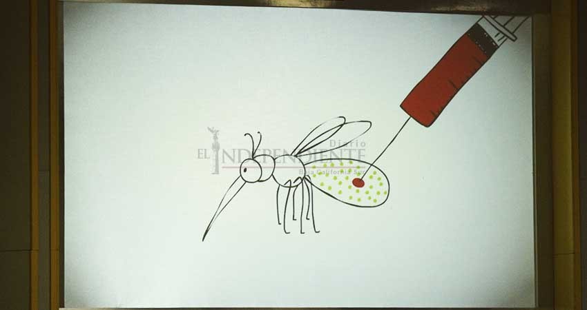 Será BCS primera entidad en probar mosquitos modificados contra enfermedades Será BCS primera entidad en probar mosquitos modificados contra enfermedades