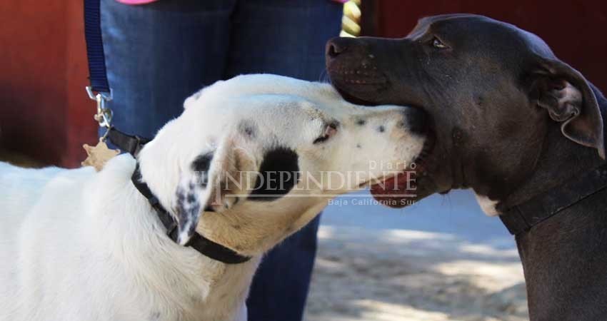 “Julieta y Huesos”, los guardianes de cuatro patas de la UABCS Campus Los Cabos “Julieta y Huesos”, los guardianes de cuatro patas de la UABCS Campus Los Cabos