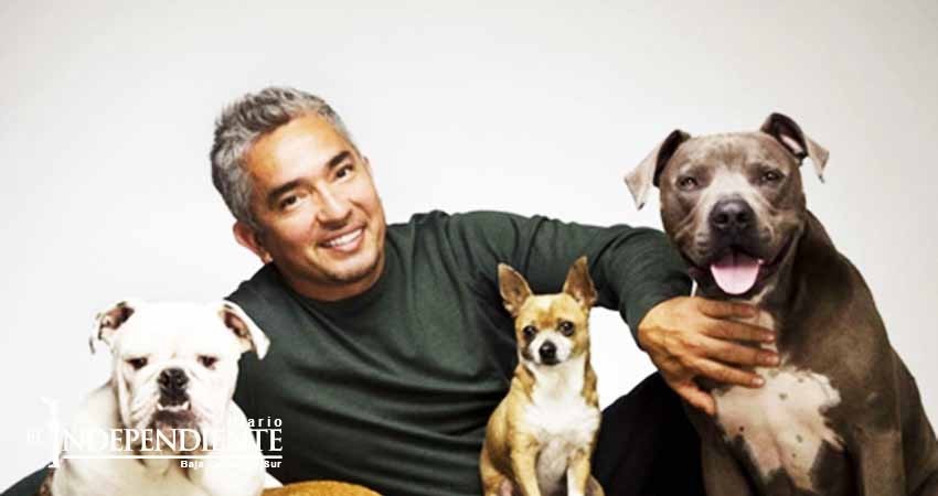 Perros de César Millán frustran robo de su casa