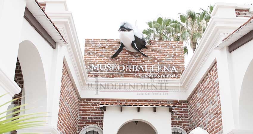 Crece colección ósea del Museo de la Ballena en La Paz Crece colección ósea del Museo de la Ballena en La Paz