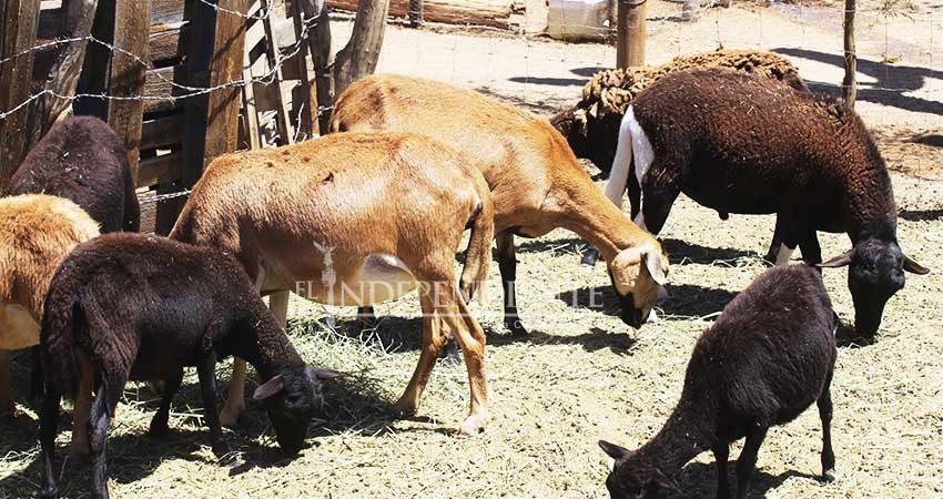 “Apoyos gubernamentales nos han quedado cortos”: Consejo Agrario Permanente Sudcaliforniano “Apoyos gubernamentales nos han quedado cortos”: Consejo Agrario Permanente Sudcaliforniano