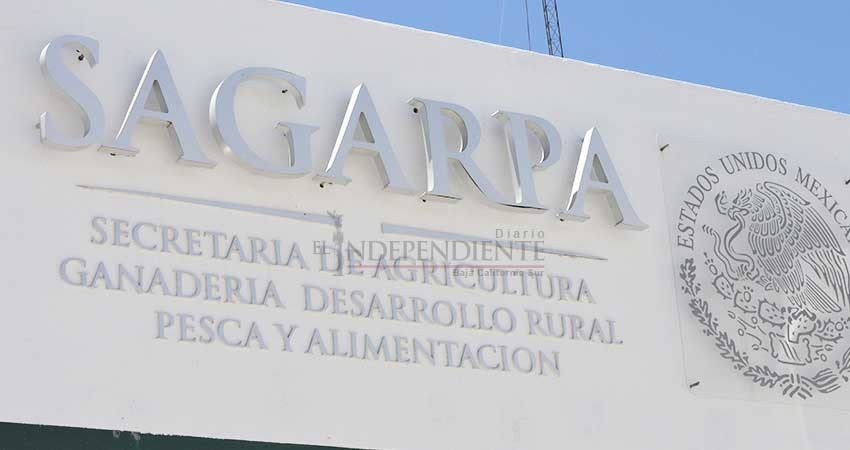 Hermetismo en Sagarpa BCS, se niega a declarar sobre adeudo con campesinos Hermetismo en Sagarpa BCS, se niega a declarar sobre adeudo con campesinos