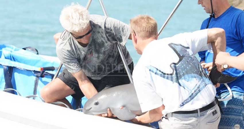 Clonación sería última esperanza para la vaquita marina Clonación sería última esperanza para la vaquita marina