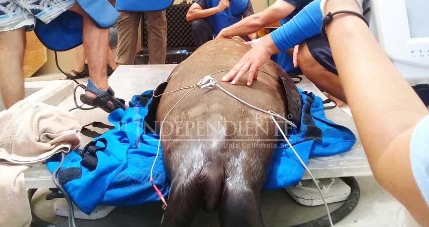 Murió el lobo marino herido, rescatado en la marina de CSL Murió el lobo marino herido, rescatado en la marina de CSL
