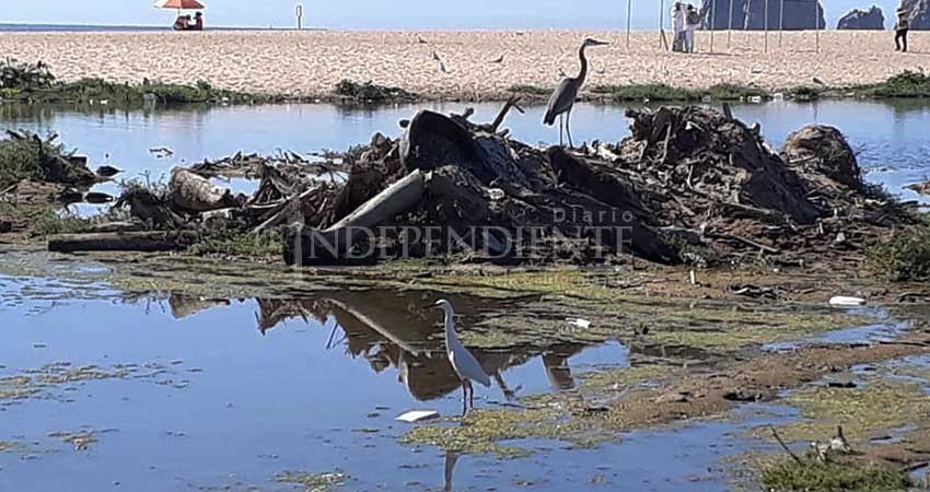 Conmemorarán el Día de la Biodiversidad Ecológica con una limpieza del humedal Yenekamú Conmemorarán el Día de la Biodiversidad Ecológica con una limpieza del humedal Yenekamú