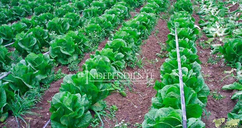 Frente a la próxima sequía se busca modernizar el sistema de riego en sector agricola Frente a la próxima sequía se busca modernizar el sistema de riego en sector agricola