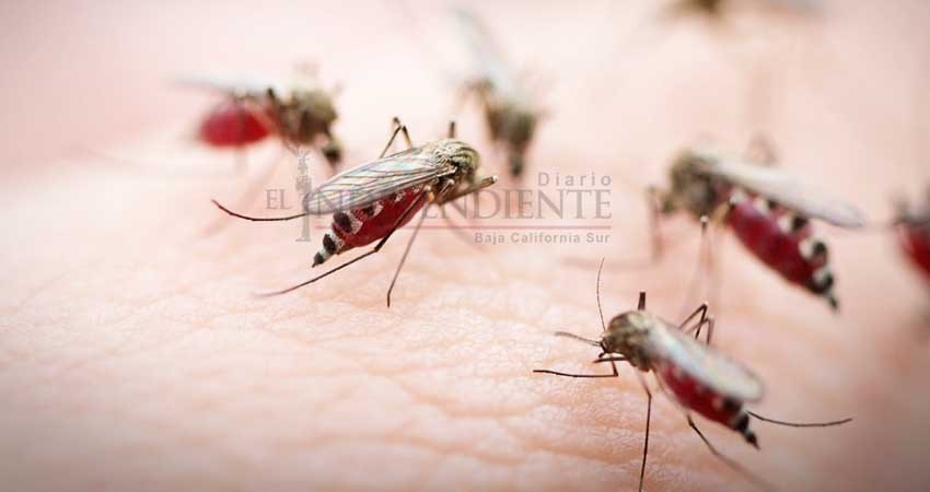 Tras impacto de “Bud”, se espera proliferación de mosquitos en BCS Tras impacto de “Bud”, se espera proliferación de mosquitos en BCS