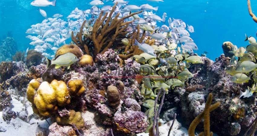 Arrecife de barrera de Belice sale de la lista de Patrimonio Mundial en peligro Arrecife de barrera de Belice sale de la lista de Patrimonio Mundial en peligro