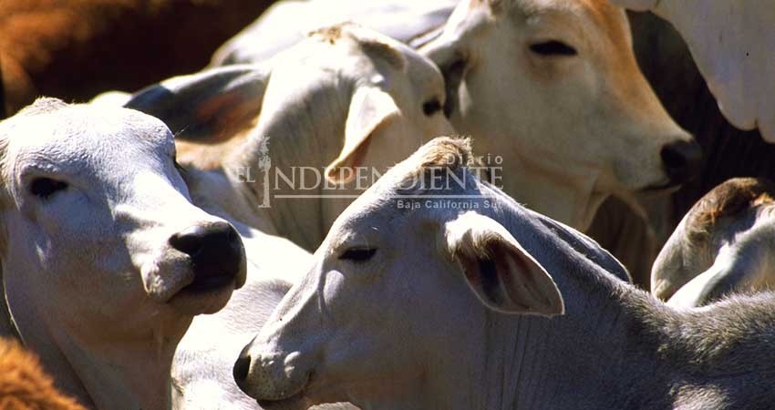 Ganado de BCS no cuenta con tuberculosis: Sagarpa Ganado de BCS no cuenta con tuberculosis: Sagarpa