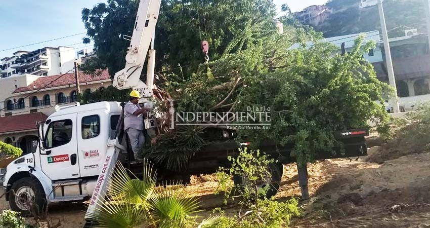 Sepuim afirma que árboles retirados de la plaza Amelia Wilkes serán replantados Sepuim afirma que árboles retirados de la plaza Amelia Wilkes serán replantados