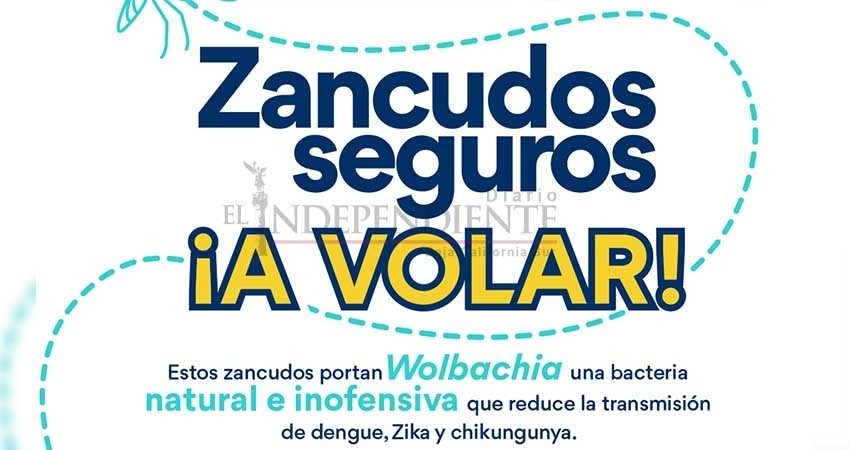 Método “Wolbachia” en BCS es distinto y sin riesgos: Secretario de Salud