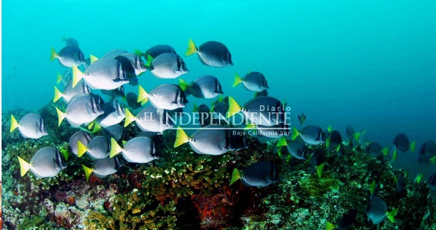 En proceso estudios para refugio pesquero en Golfo de California y Pacífico de BCS: Codemar
