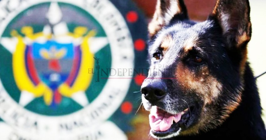 'Sombra' la perrita policía que quieren matar los narcos 'Sombra' la perrita policía que quieren matar los narcos