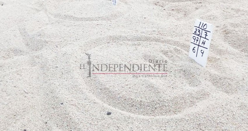 La gente, principal problema para los nidos de gallitos marinos y tortugas en Los Cabos