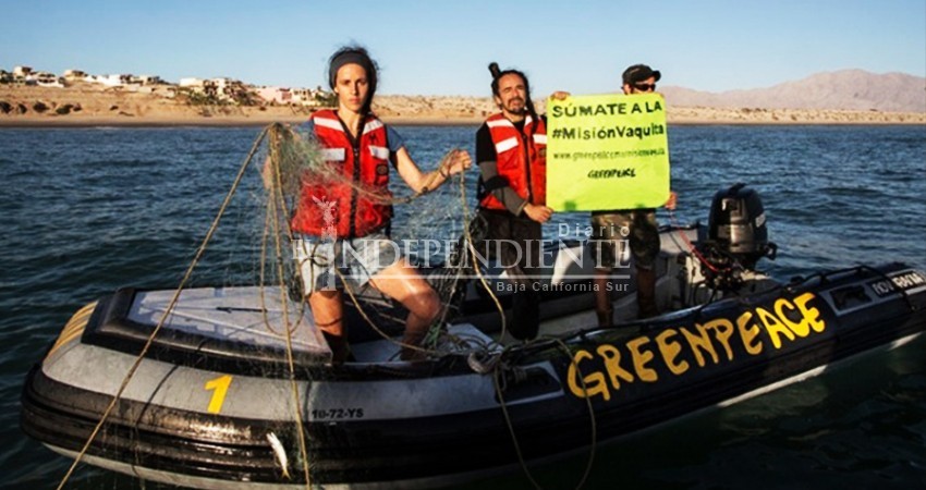Greenpeace señala a los responsables de no conservar a la vaquita marina Greenpeace señala a los responsables de no conservar a la vaquita marina