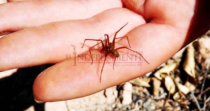 Existen 19 especies de araña violinista en BCS; no hay antídoto: Especialista