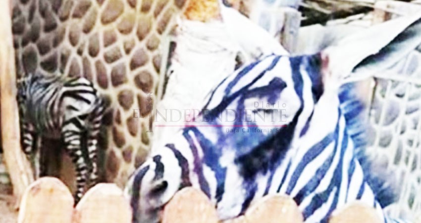 Foto de burro pintado de cebra causa lío en zoológico Foto de burro pintado de cebra causa lío en zoológico