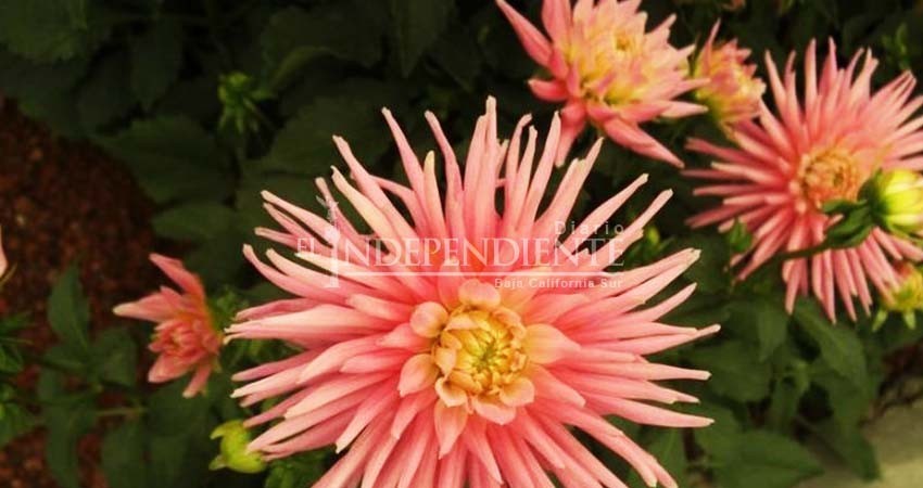 Dalia, flor de México que engalana jardines de Europa y EU Dalia, flor de México que engalana jardines de Europa y EU