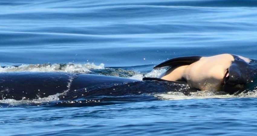 Orca que empujó cadáver de cría pone fin a su duelo Orca que empujó cadáver de cría pone fin a su duelo