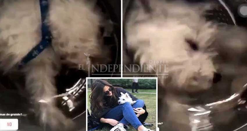 Mete a su perro a la lavadora y ahora la amenazan de muerte Mete a su perro a la lavadora y ahora la amenazan de muerte