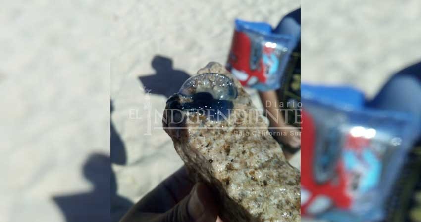 Atentos guardavidas de playas de Los Cabos por presencia de medusas Atentos guardavidas de playas de Los Cabos por presencia de medusas