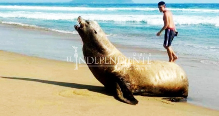 Captaron a un inusual visitante en las playas de Guerrero Captaron a un inusual visitante en las playas de Guerrero