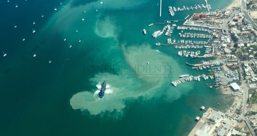 Confirma Semarnat muerte de delfines en bahía de La Paz