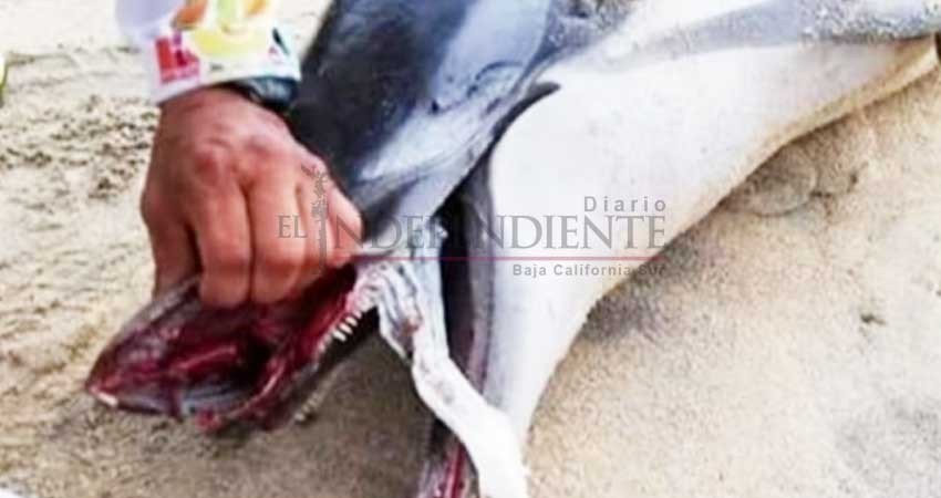 Delfín se asfixia con pañal; aparece muerto en playa de Oaxaca Delfín se asfixia con pañal; aparece muerto en playa de Oaxaca