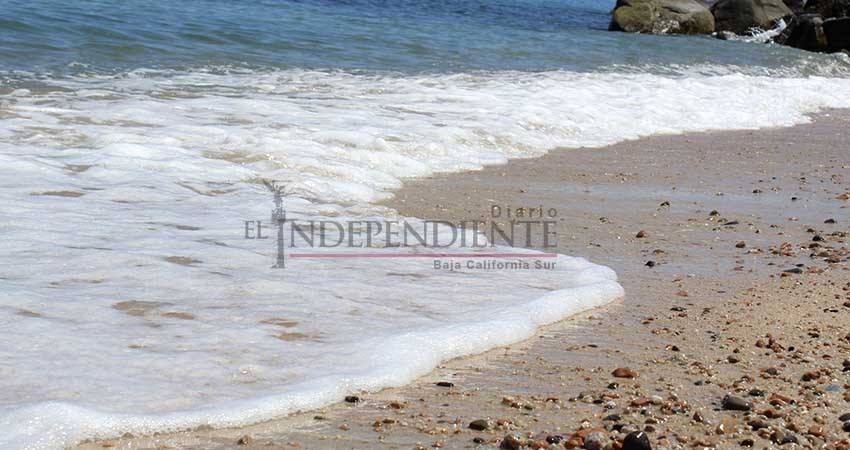 Preocupa a expertos presencia de sargazo en costas de Baja California Sur Preocupa a expertos presencia de sargazo en costas de Baja California Sur
