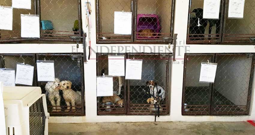 Buscan reunir fondos para la creación de un hospital veterinario público