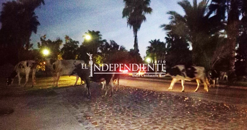 Nada pasó con las 6 denuncias por abigeato en Los Cabos y el ganado suelto Nada pasó con las 6 denuncias por abigeato en Los Cabos y el ganado suelto