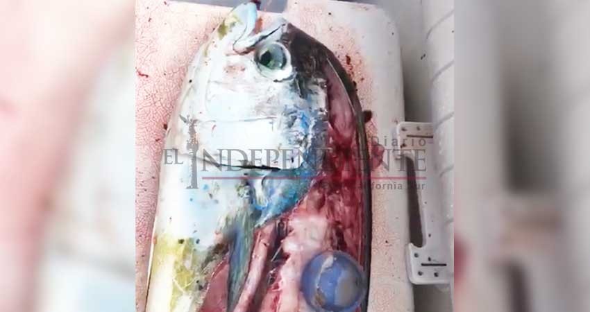 Preocupado sector de pesca deportiva por la contaminación en los mares Preocupado sector de pesca deportiva por la contaminación en los mares
