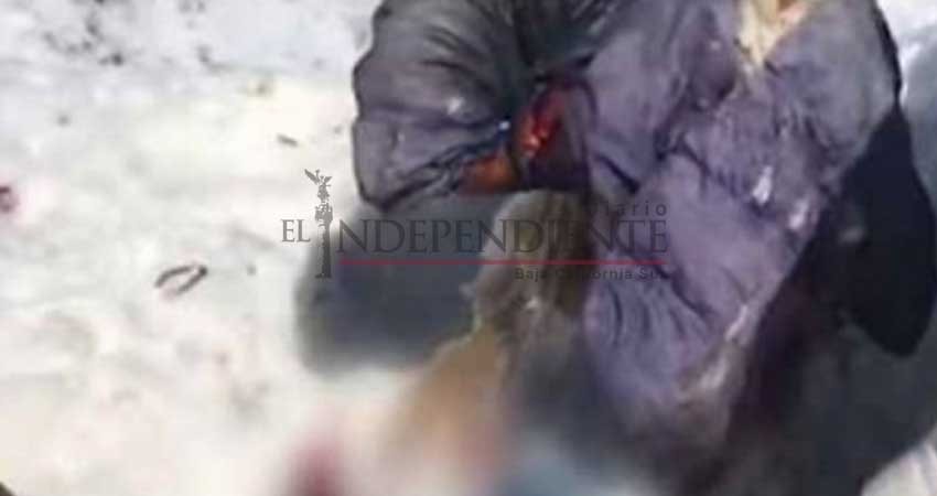 Encuentran cuerpo congelado de alpinista rusa desaparecida hace 31 años Encuentran cuerpo congelado de alpinista rusa desaparecida hace 31 años