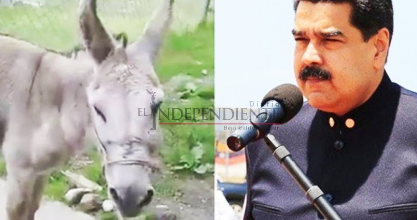 Arrestan a dos bomberos por comparar a Maduro con un burro Arrestan a dos bomberos por comparar a Maduro con un burro