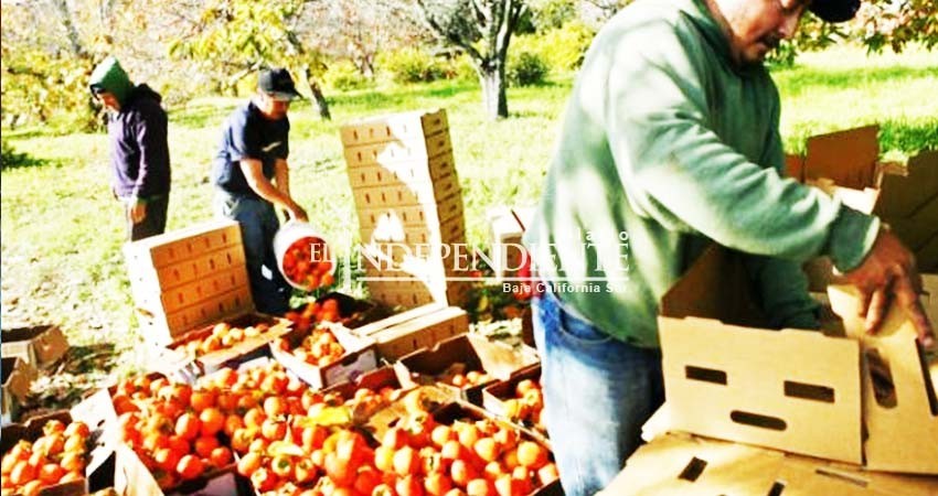 Al menos 40% de hectáreas de producción agrícola se tienen ocupadas en BCS: Sagarpa Al menos 40% de hectáreas de producción agrícola se tienen ocupadas en BCS: Sagarpa