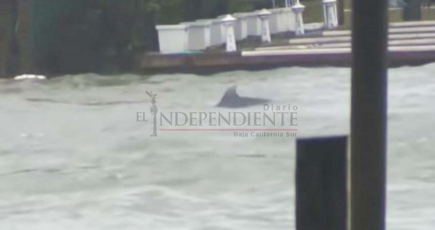 Graban a delfines nadando en calles inundadas por 'Florence' Graban a delfines nadando en calles inundadas por 'Florence'