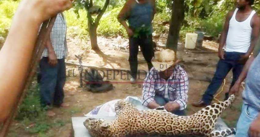 Cazan a jaguar en Veracruz y presumen las fotos en redes Cazan a jaguar en Veracruz y presumen las fotos en redes