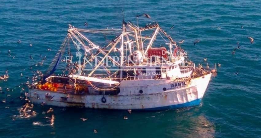 López Obrador va por 'pesca responsable' para salvar a la vaquita marina López Obrador va por 'pesca responsable' para salvar a la vaquita marina