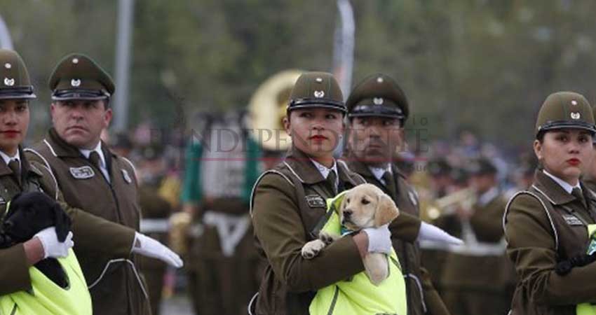 Así fue el desfile militar de cachorros en Chile Así fue el desfile militar de cachorros en Chile