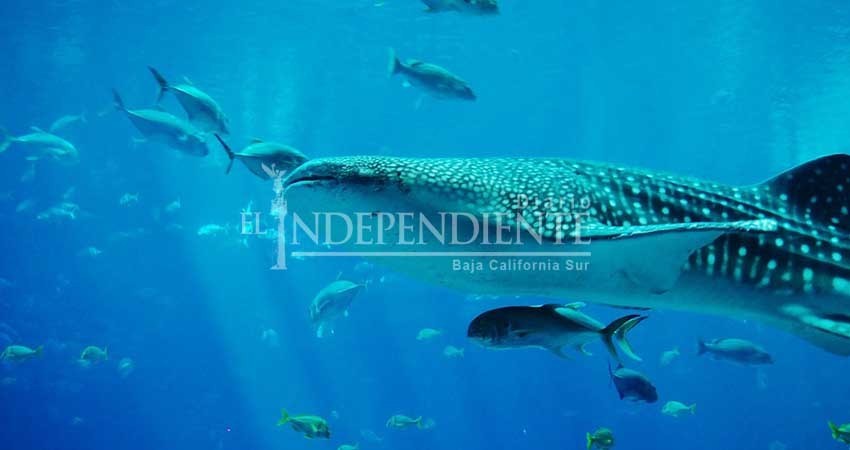 Sin ejemplares, inicia temporada de avistamiento de tiburón ballena Sin ejemplares, inicia temporada de avistamiento de tiburón ballena
